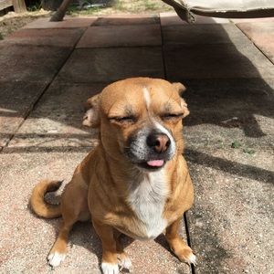 Meet your Posher, Sandy